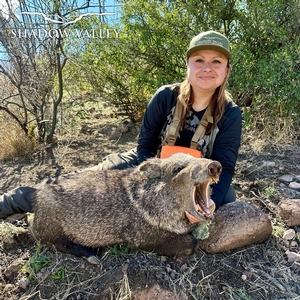 Javelina